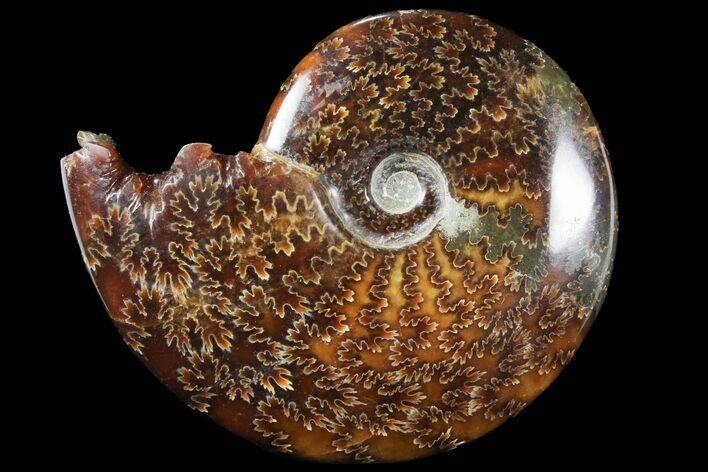 Polished, Agatized Ammonite (Cleoniceras) - Madagascar #94268
